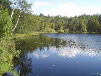 32Waldsee