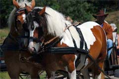 reiten in masuren, paddeln, pisa,