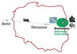 bialowieza