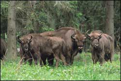 radfahren bialowieza wiesente