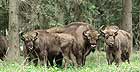 Bialowieza, Wiesente